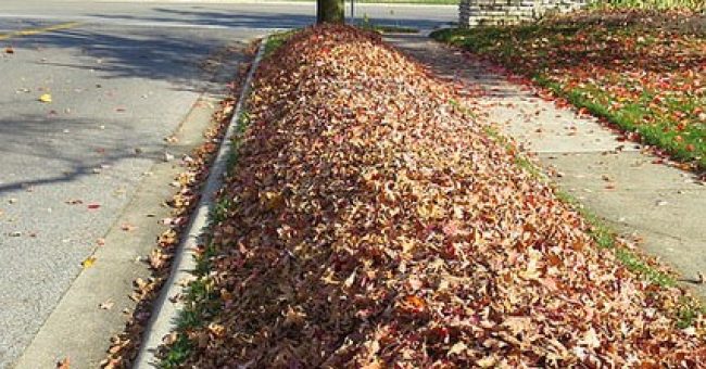 LEAF COLLECTION, NOV 4 – 8